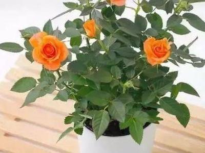 夏天种玫瑰花苗怎么养