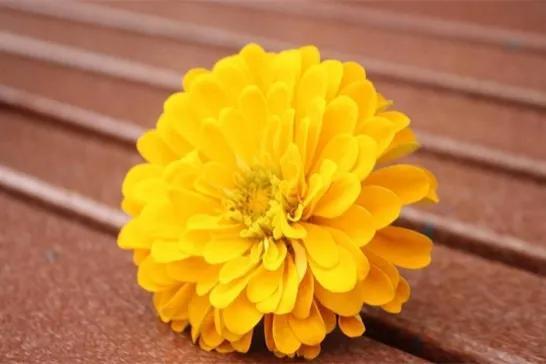 菊花的花语是什么意思