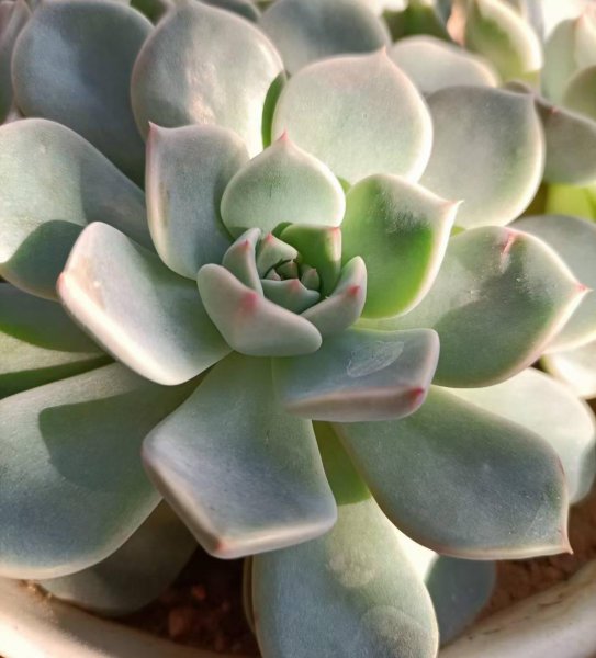 多肉植物怎么养
