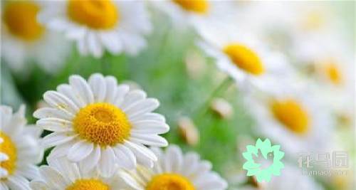 菊花花语代表什么意思