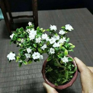 六月雪盆景怎么养开花 了解六月雪的养护知识