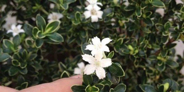 六月雪盆景怎么养开花