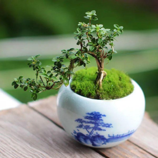 六月雪盆景怎么养开花