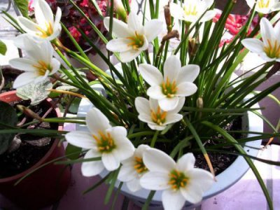 八月开什么花和什么花 了解八月代表性花卉