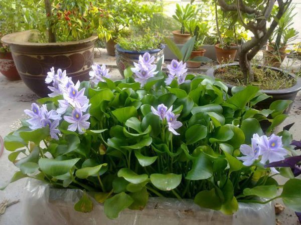 八月开什么花和什么花