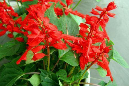 八月开什么花和什么花