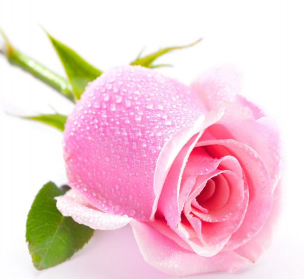 粉玫瑰花花语和寓意是什么