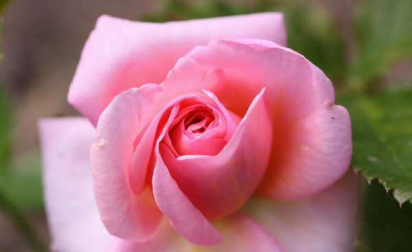 粉玫瑰花花语和寓意是什么