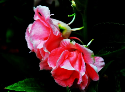 凤仙花花语是什么意思 了解凤仙花代表的含义