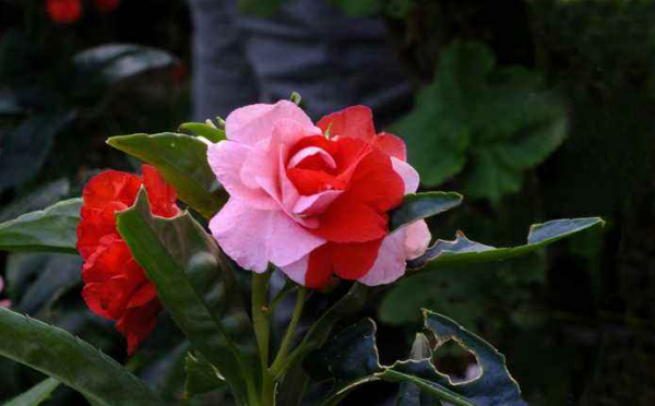 凤仙花花语是什么意思