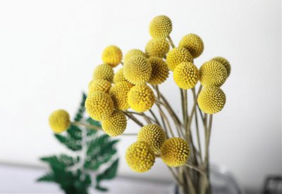 黄金球的花语是什么 描述黄金球的寓意及象征
