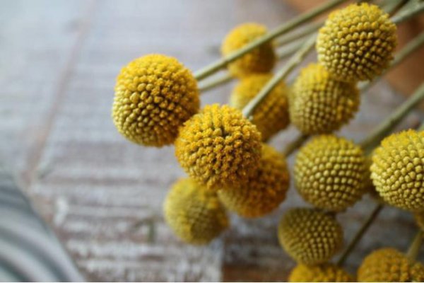 黄金球的花语是什么