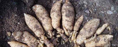 怎么种天麻盆栽 天麻的最新栽培方法
