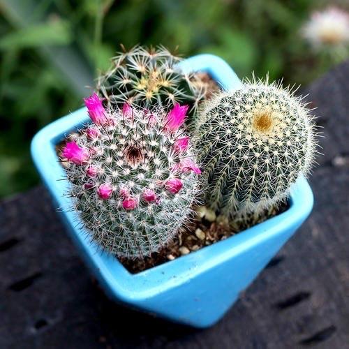 仙人球多久开一次花