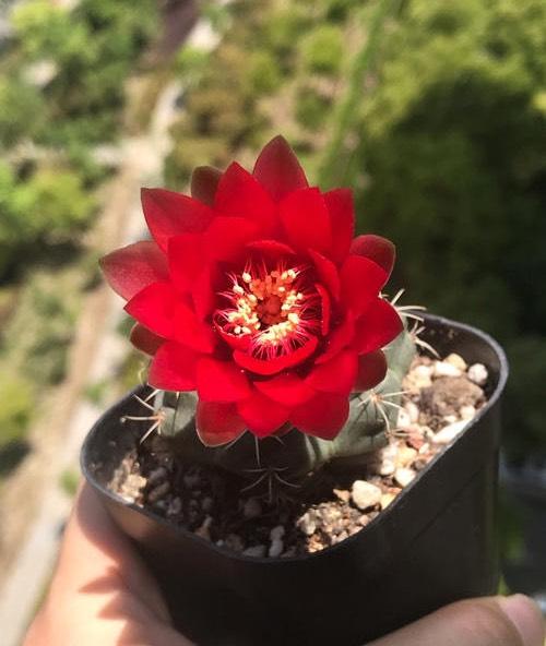 仙人球多久开一次花