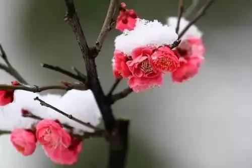 梅花的简介与象征意义