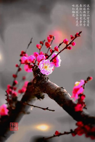梅花的简介与象征意义