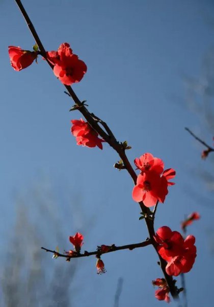 梅花的简介与象征意义