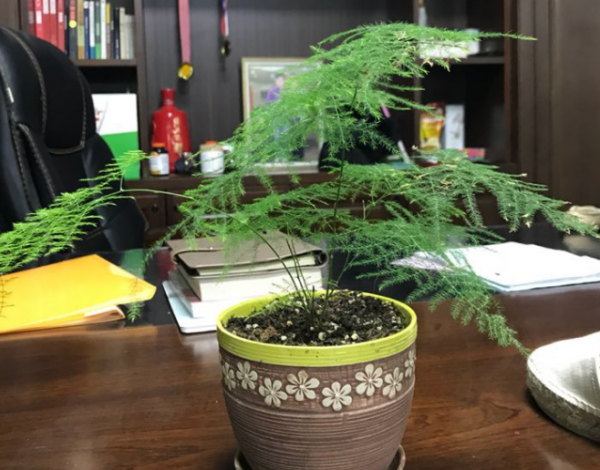 文竹盆景黄叶怎么办