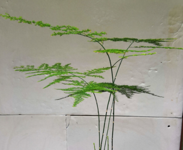 文竹盆景黄叶怎么办