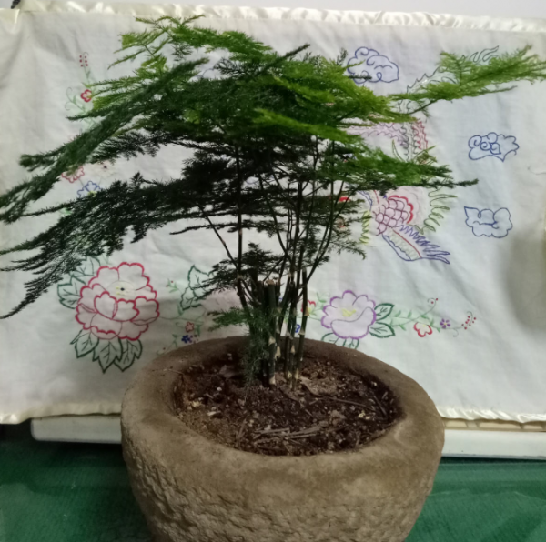文竹盆景黄叶怎么办