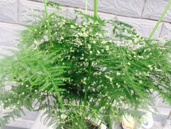 文竹盆景黄叶怎么办