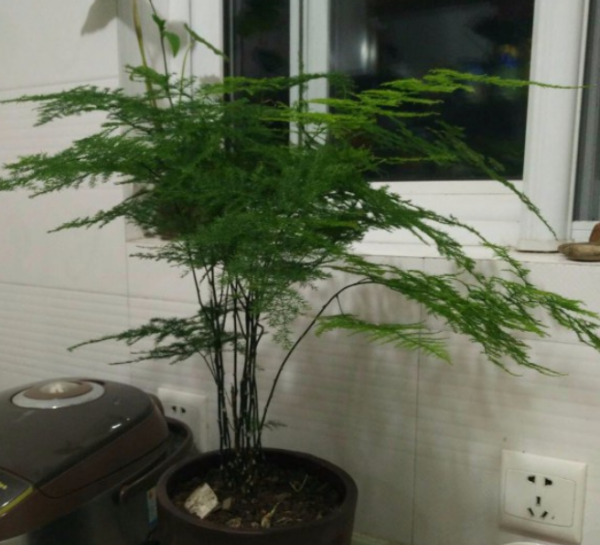 文竹盆景黄叶怎么办