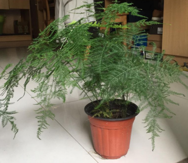 文竹盆景黄叶怎么办