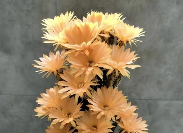 仙人球花的寓意和象征是什么