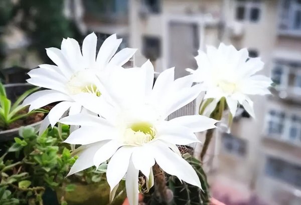 仙人球花的寓意和象征是什么