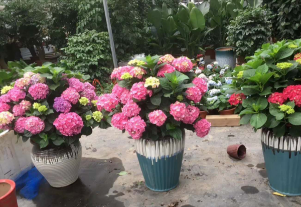 七月有什么花开