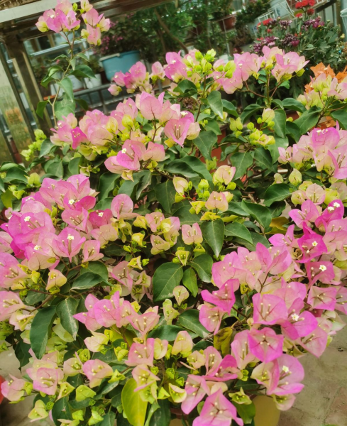 七月有什么花开