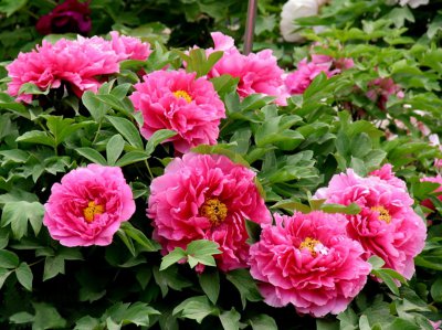 4月有什么花开放 最有代表性的四月花