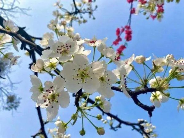 4月有什么花开放