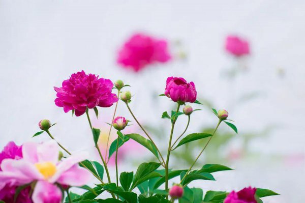 4月有什么花开放