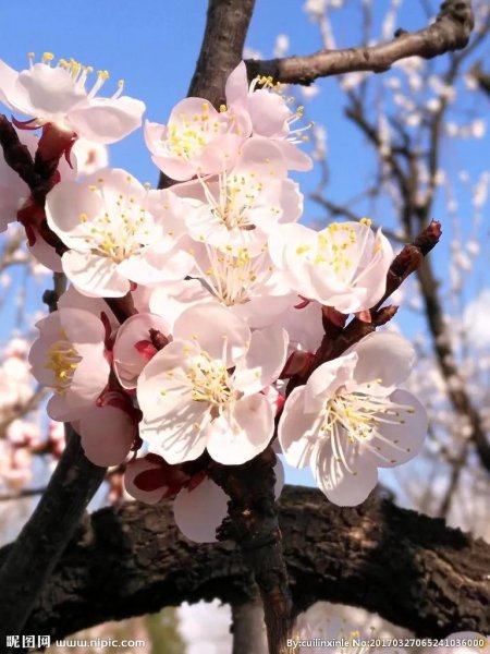 4月有什么花开放