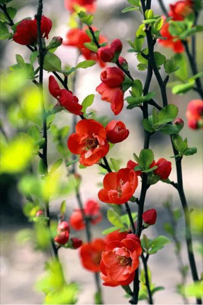 4月有什么花开放