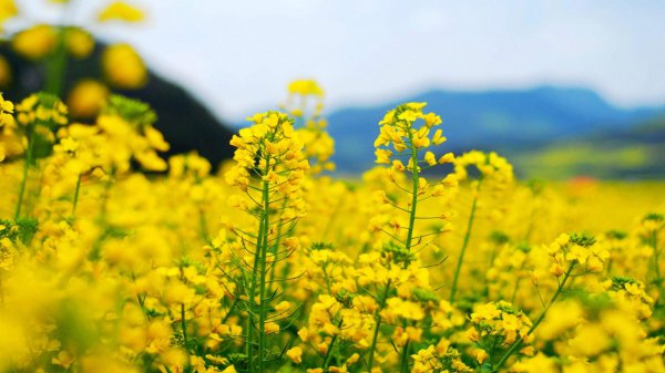 4月有什么花开放