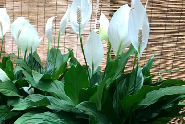 一帆风顺花的花语是什么