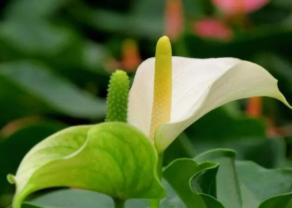 一帆风顺花的花语是什么