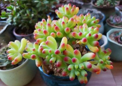 乙女心多肉植物怎么养 详解乙女心养护要点