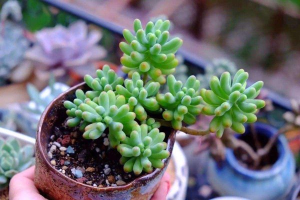 乙女心多肉植物怎么养