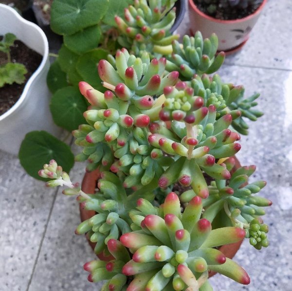 乙女心多肉植物怎么养