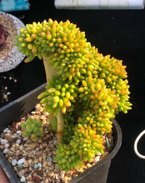 乙女心多肉植物怎么养