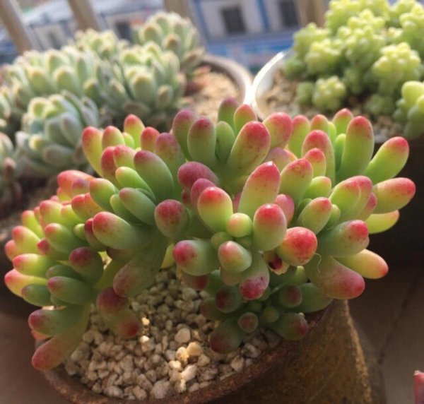 乙女心多肉植物怎么养