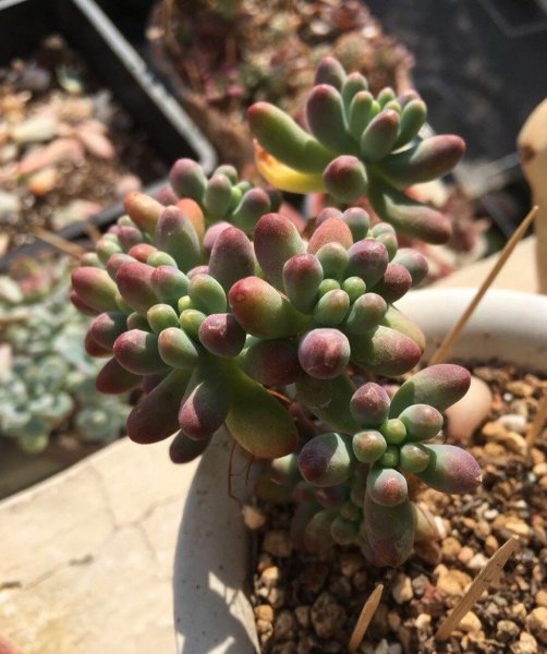 乙女心多肉植物怎么养