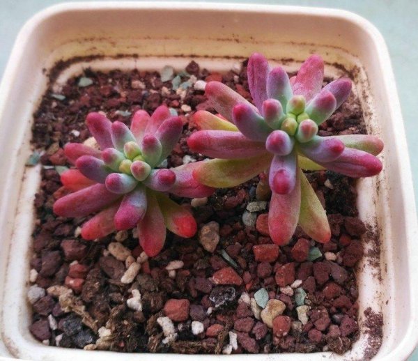 乙女心多肉植物怎么养