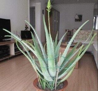 盆栽芦荟怎么浇水 教你芦荟的种植方法
