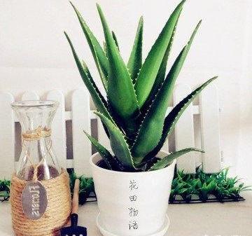 盆栽芦荟怎么浇水