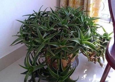 盆栽芦荟怎么浇水